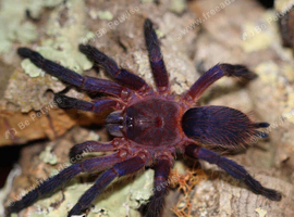 Neon pink and purple tarantula