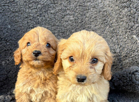 5 adorable cockerpoo