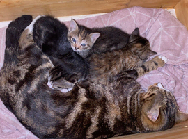 Beautiful kittens for sale 1 male 1 female left