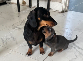Miniature dachshund, little girl