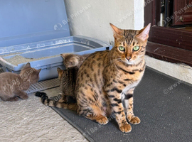Beautiful Bengal x kittens