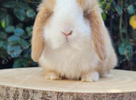 Mini lop bunnies & adults available