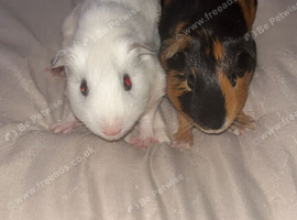 2 male guinea pigs