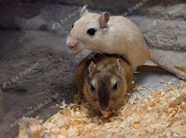 X2 male gerbils