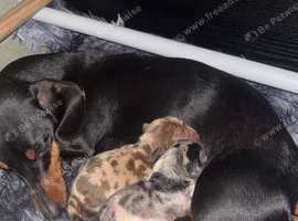 Country-Raised Miniature Dachshund Puppies available 18th november