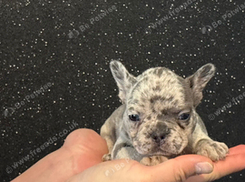 Beautiful pedigree French bulldog puppies