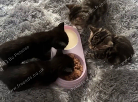 Kittens