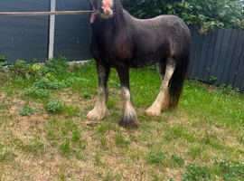 Blagdon 4 year old cob mare