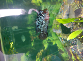 Flowerhorn