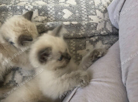 Adorable Ragdoll Kittens