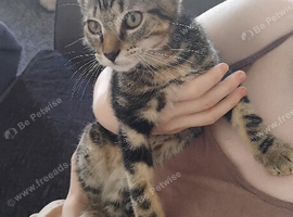 Kitten 13 weeks old