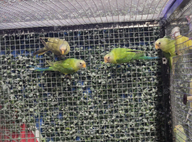 Plum headed parakeet babies parent reared