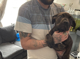 Presa canario x dogue de Bordeaux