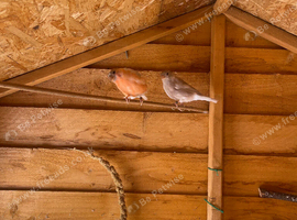 1 pair sib bullfinch
