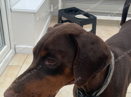 Dobermann