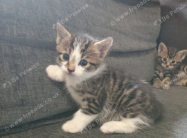 Tabby kittens for sale