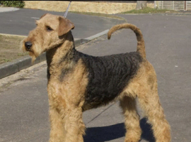Gorgeous Airedale Litter!