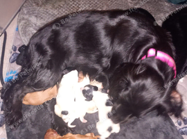 Cavalier King Charles x Cockapoo