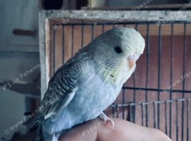 Semi-tame pretty baby budgie