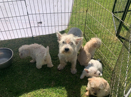 Westiepoos