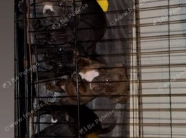 Puppies