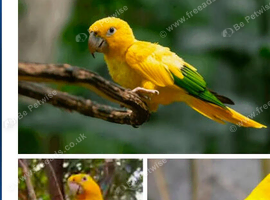 Four queen of bavaria golden conures