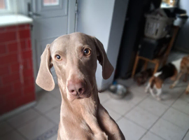 Weimaraner boy 3 years old for sale