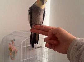 Male cockatiel