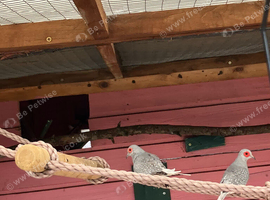 2 canaries, 3 diamond doves and 10 button quail