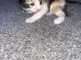 Kittens looking for their forever home