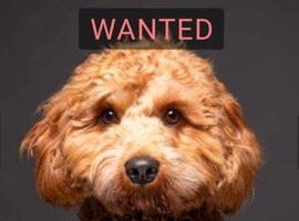 Wanted Cavapoo, Cockapoo! Loving home waiting for a Small Dog!