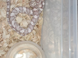 Baby corn snake
