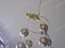 Yellow and green girl budgie