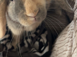 Bailey the bunny