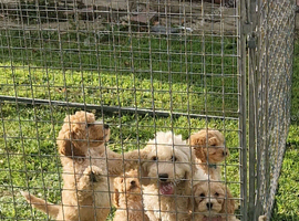 Cockapoo puppies