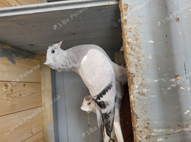 Turkish takla pigeon for sale