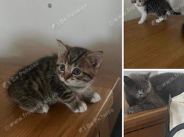 Mixed short haired British blue kittens