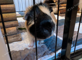 WANTED Young Male Guinea Pig or Spayed Female
