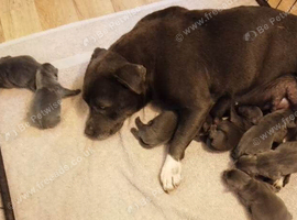 kc blue Staffordshire Bull Terrier