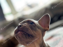French bulldog