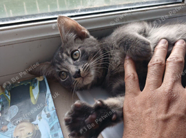 Kitten tabby