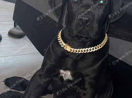 Cane Corso x Boerboel