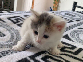 Kittens Looking for a forever home 2 boys 2 girls