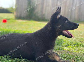 Working Line GSD Puppies KC Registered