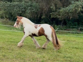 Cob gelding