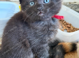 Black kitty