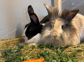 2 bunnies for sale