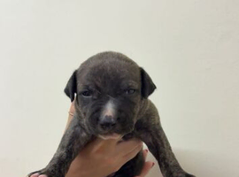 Staffy /Staffordshire bull terrier / puppy/ pup/ dog / bitch /