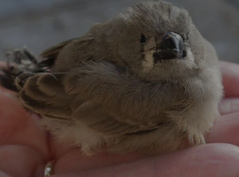 ZEBRA FINCHES FOR SALE