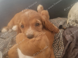 Here are 3 gorgeous little puppies